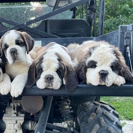Saint Bernards from Covered Bridge Saint Bernards