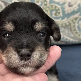 Edward - Black Havanese puppy in Manteca, California from Once Upon A Havanese