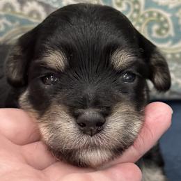 Edward - Black Havanese puppy in Manteca, California from Once Upon A Havanese