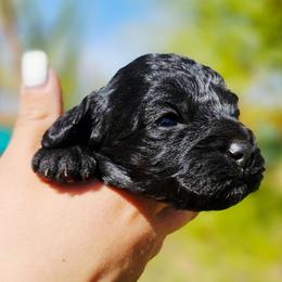 Neptune - Black male Cockapoo puppy in Indiahoma, Oklahoma from Phamily Doodles