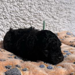 Cupid - Black male Poodle puppy in Greenville, South Carolina from Wendy's House Of Poodles LLC