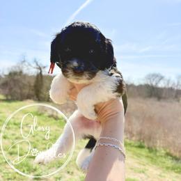 Red - Tri-color male Bernedoodle puppy in Rockwall, Texas from Glory Doodles