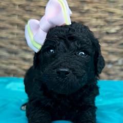 Paisley - Black female Pyredoodle puppy in Willacoochee, Georgia from Kitandkboodle's Doodles