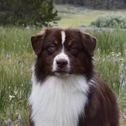 Rip - Australian Shepherd