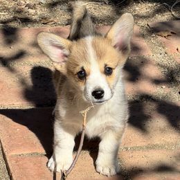Girl 3 - Sable female Pembroke Welsh Corgi puppy in California from Trotter Hill Farms