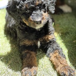 Madeline - Phantom Bernedoodle puppy in Park City, Utah from Birdie Bernedoodles
