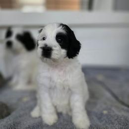 Blair - Black and white female Bernedoodle puppy in Malden, Illinois from Doting Doodles