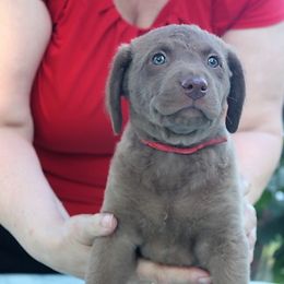 Girl 4- Hot Pink - Brown Chesapeake Bay Retriever puppy in Eureka, Kansas from Eska Creek Chesapeakes