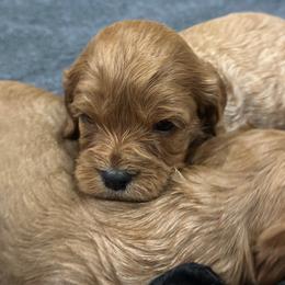 Reba - Red female Cavapoo puppy in Thorndale, Texas from Hattie’s Texas Cavapoos