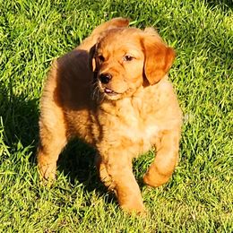 Golden Retriever and Labrador Retriever Puppies from OK GunDogs