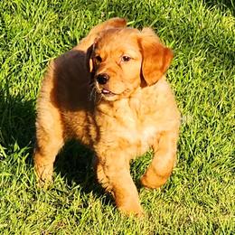 Golden Retriever and Labrador Retriever Puppies from OK GunDogs