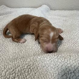 Red - Red female Dachshund puppy in Kersey, Colorado from Ranchin Doxies