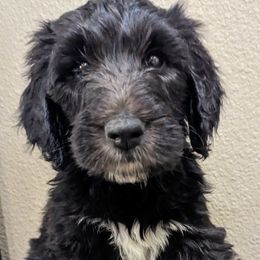 Teddy - Black and white Sheepadoodle puppy in Cleburne, Texas from DoodlesOjoy