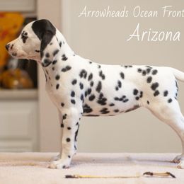 Arizona - White and black Dalmatian puppy in Cleveland, Texas from Arrowhead Dalmatians