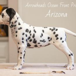 Arizona - White and black Dalmatian puppy in Cleveland, Texas from Arrowhead Dalmatians