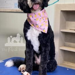Maggie - Bernedoodle