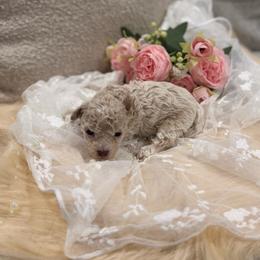 Sam - Cream female Poodle puppy in Poplarville, Mississippi from Southern Belle Poodles