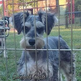 Pueppi - Miniature Schnauzer