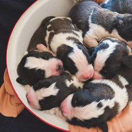 Saint Bernard Puppies from Atkinson Saint Bernards