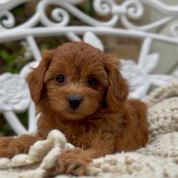 Nestle - Red male Cavapoo puppy in Arlington, Texas from Van Haselen Poodles and Doodles