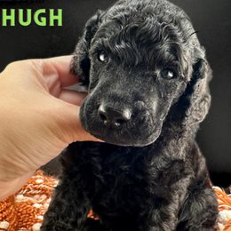 Hugh - Black male Poodle puppy in Ephrata, Washington from NCR Ranch