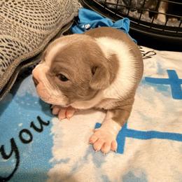 Ash - Lilac male Boston Terrier puppy in Kentucky from Graceful Paws