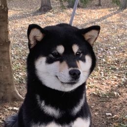 Miyah - Shiba Inu