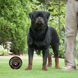 Lucky - Rottweiler