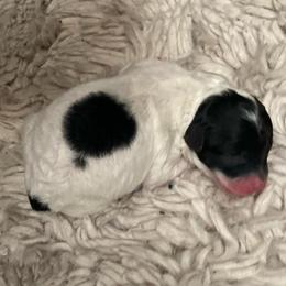 Akc Girl-toy poodle - Parti female Poodle puppy in Fort Worth, Texas from Ashley Ross Toy Poodles (AKC)