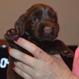 Boy 3 - male Field Spaniel puppy in Indianapolis, Indiana from Nautica Field Spaniels
