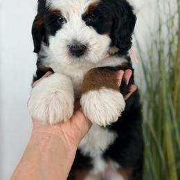 Misty - Tri-color female Bernedoodle puppy in Syracuse, Utah from Redrockbernedoodles