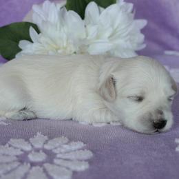 Coton de Tulear Puppies from Buttercup Cotons of Texas