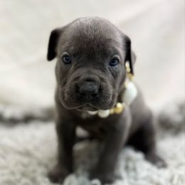Autumn - Gray female Cane Corso puppy in Russellville, Missouri from Soaring Royalty Canines LLC