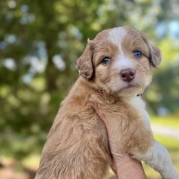 Aussiedoodle Puppies from Doodle Duo