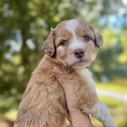 Aussiedoodle Puppies from Doodle Duo