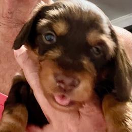 Atlas - Chocolate and tan male Dachshund puppy in Pleasant Garden, North Carolina from Milky Way Miniature Dachshunds