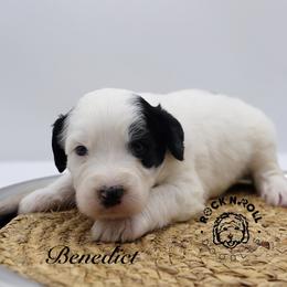 Benedict Bridgerton - Black and white male Sheepadoodle puppy in Edmond, Oklahoma from Rock N Roll Doodles