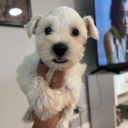 Girl-4 - Teal - White female Miniature Schnauzer puppy in Lehigh Acres, Florida from Regency Schnauzer