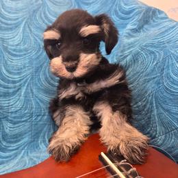 Romeo - Black and silver male Miniature Schnauzer puppy in Paradise, Utah from Highbornschnauzers