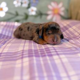 River - Dapple male Dachshund puppy in Morristown, Tennessee from Hillside Hounds