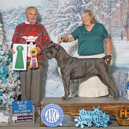 Envy - Cane Corso