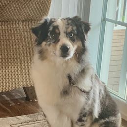 Confetti - Miniature American Shepherd