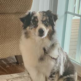 Confetti - Miniature American Shepherd