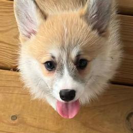 Wednesday - Red female Pembroke Welsh Corgi puppy in Ripley, West Virginia from Kari's Pembroke Welsh Corgis