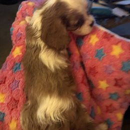 Cavalier King Charles Spaniel and Shih Tzu Puppies from Karen's Cavaliers