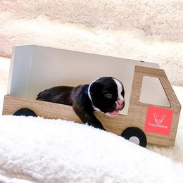 French Bulldog Puppies from FrenchieBnB