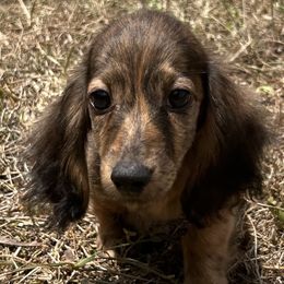 Dudley - Brindle Dachshund puppy in Sebring, Florida from Mini Weenies