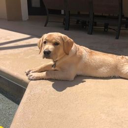 Labrador Retriever Puppies from Stone Haven Labradors