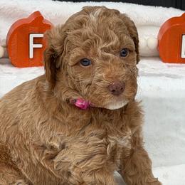 Pink Flowers - Red  female Goldendoodle puppy in Rush, New York from Care Bear Puppies