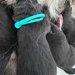 Teal Male - Black male German Shepherd puppy in Saratoga Springs, Utah from Vom Stille Teufelshunde Kennels